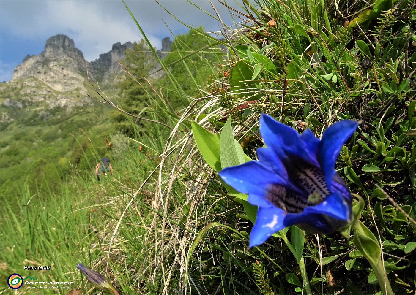 14 Genziana di Clusius (Gentiana clusii).JPG